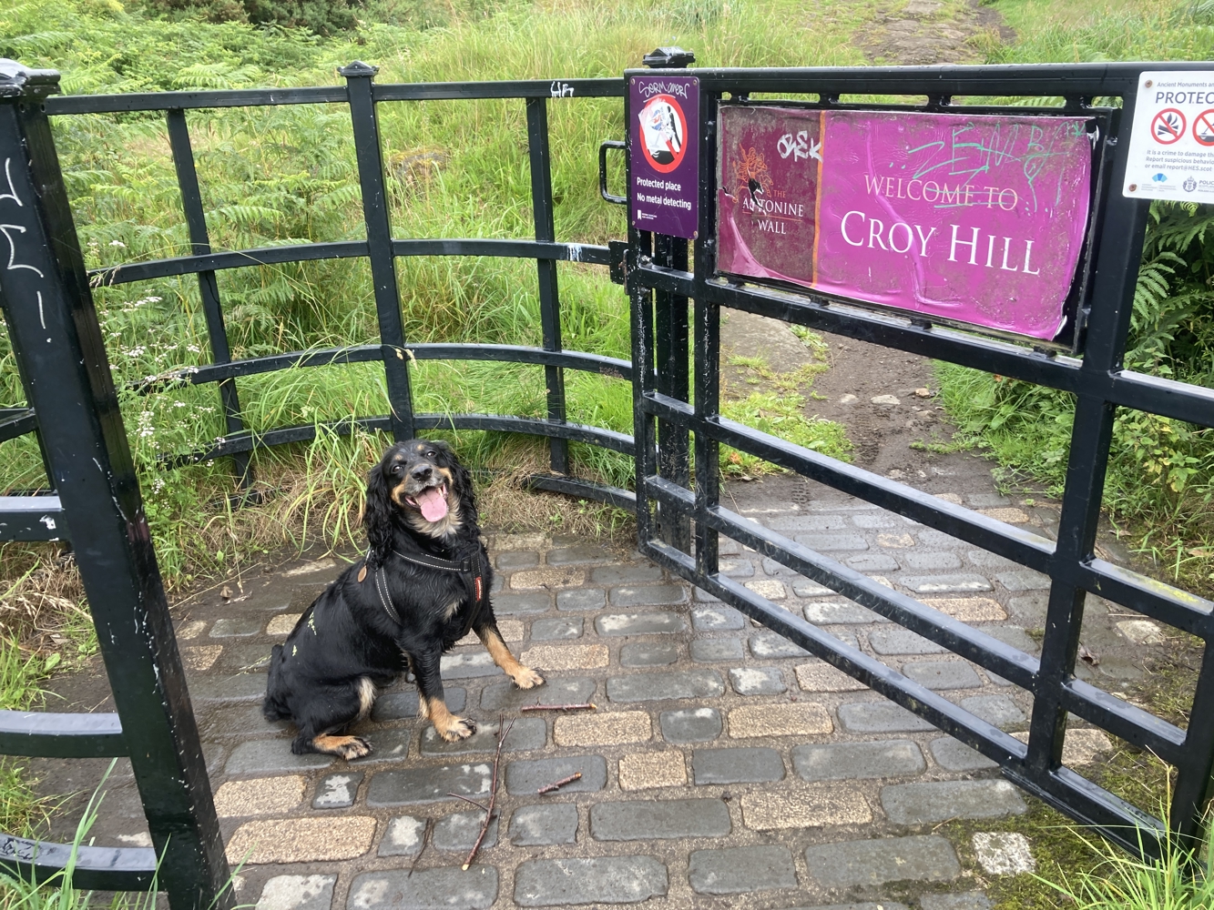 A picture of Lisa's cocker spaniel Bonza