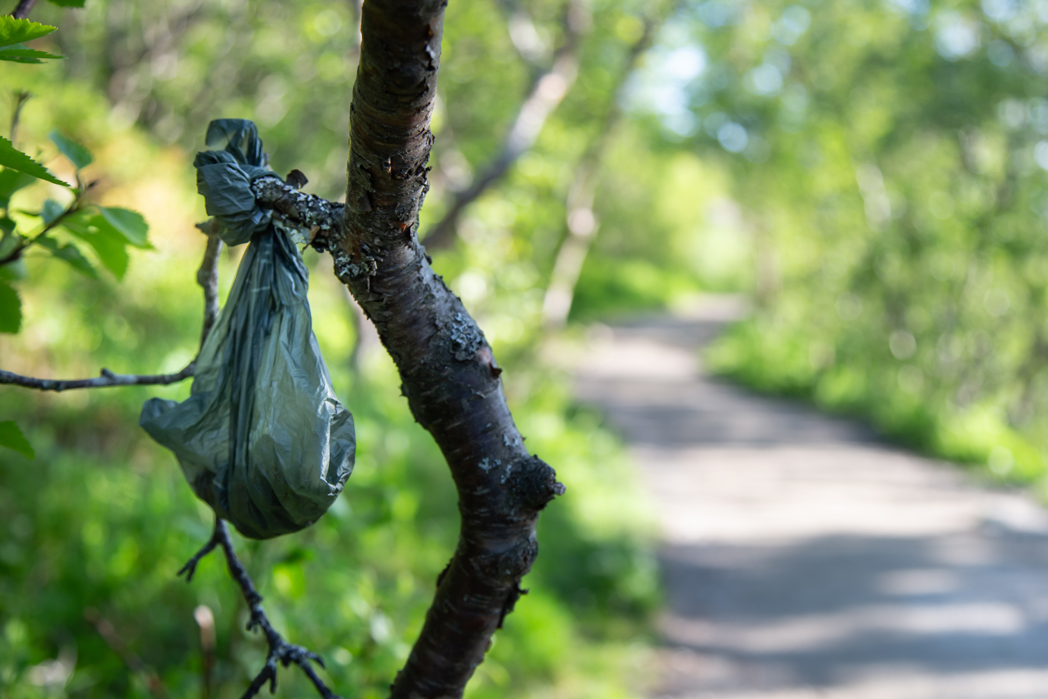 Dog fouling hung in a tree