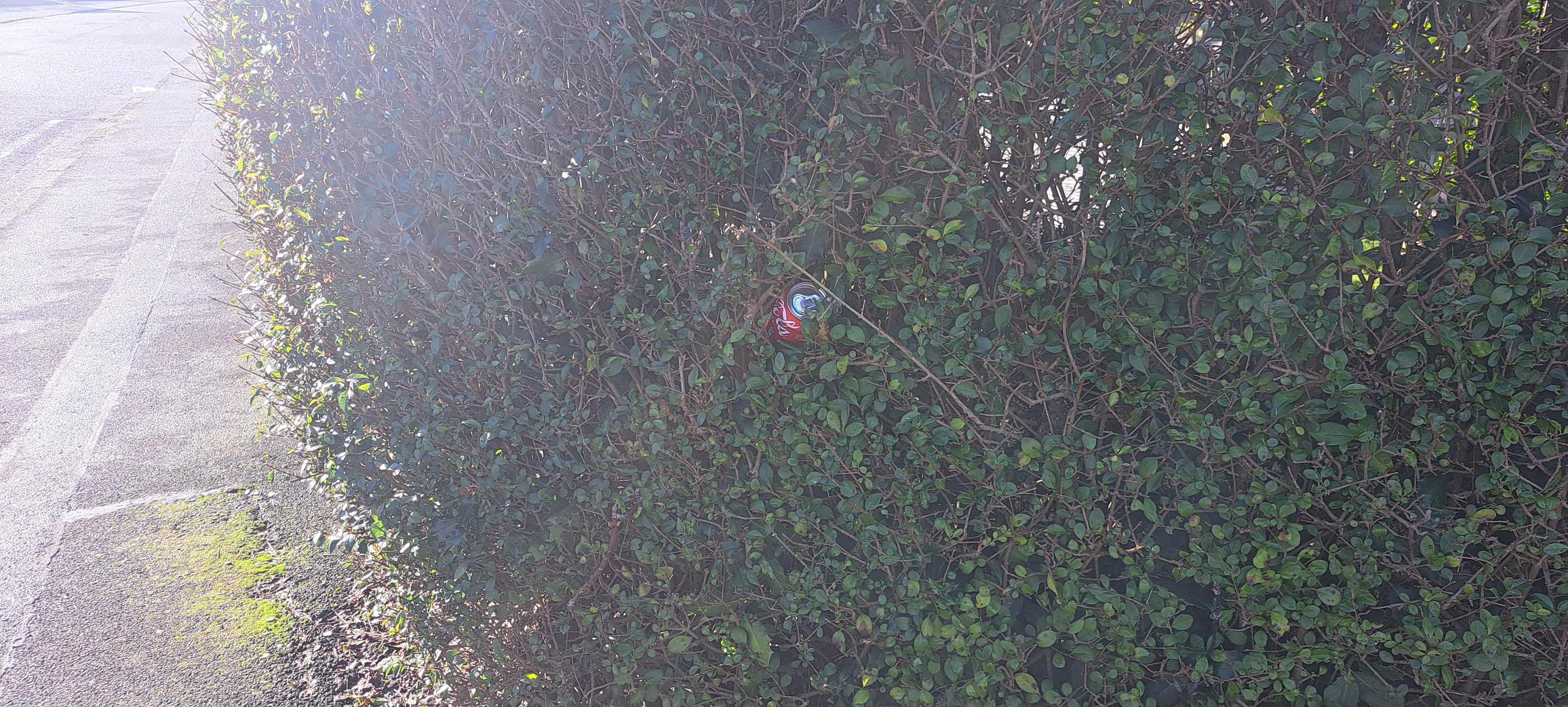 Picture of a can in a hedge