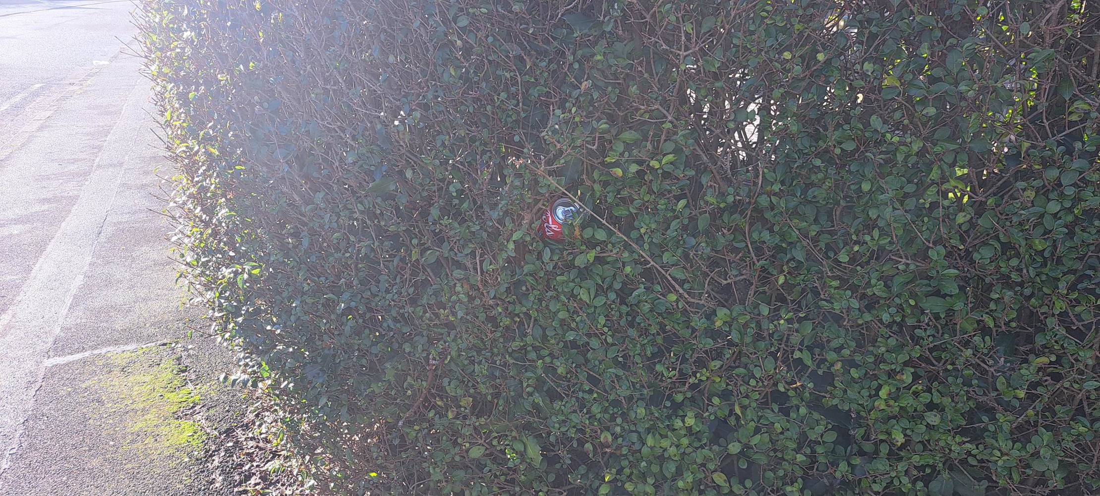 Picture of a can in a hedge