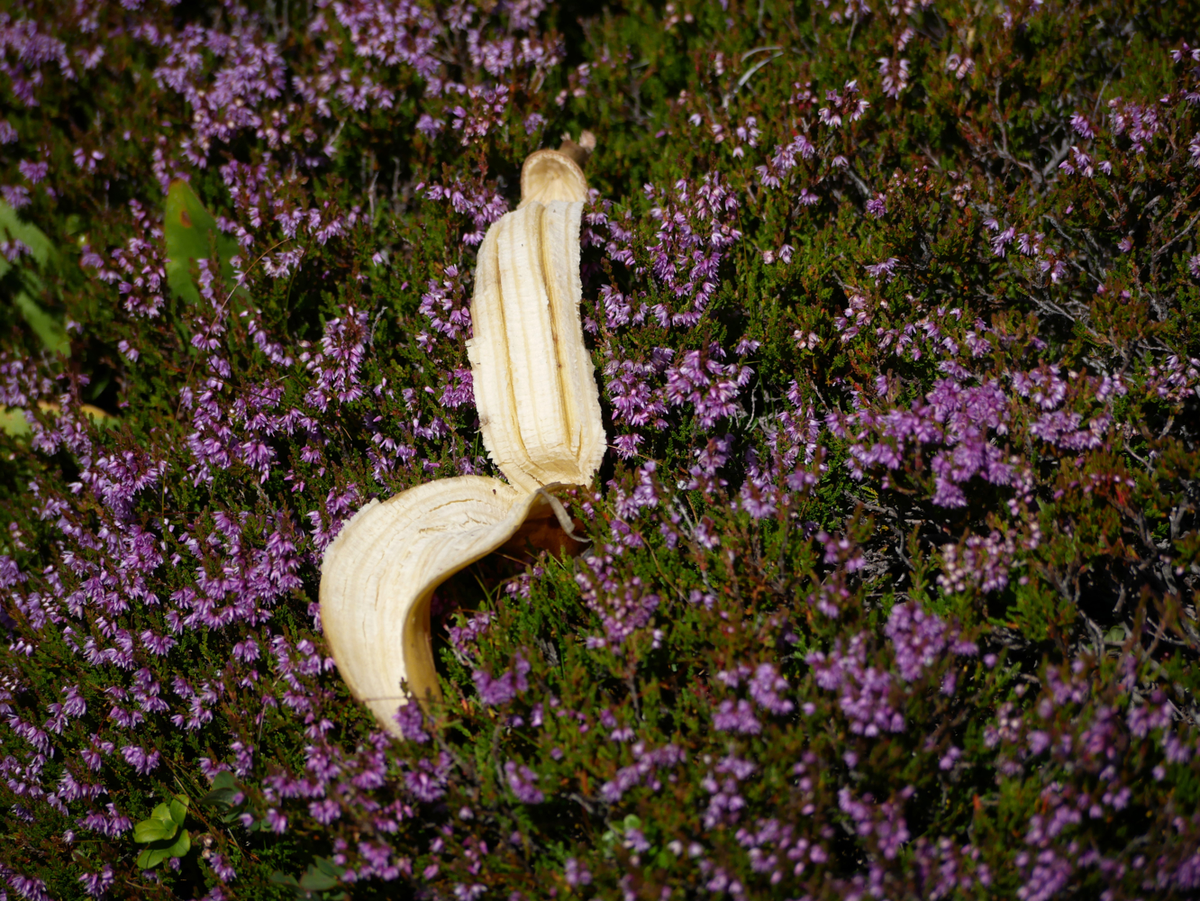 Banana skin littered